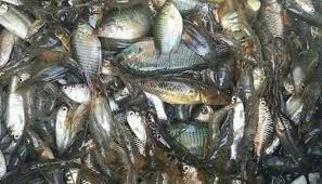 ছোট মাছ